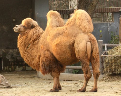 Camelo bactriano no Zoológico de Xangai. Via Wikimedia Commons.