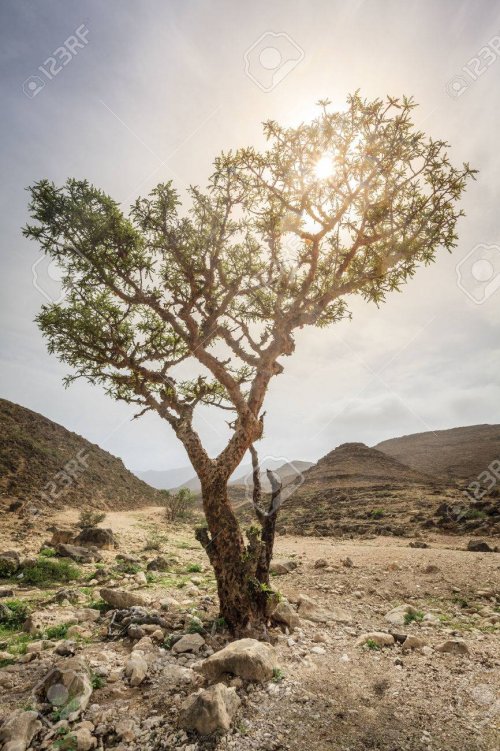 A Boswellia sacra é a principal árvore do gênero Boswellia, da qual é colhido o incenso. É nativa da Península Arábica e do nordeste da África. 