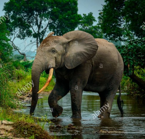 O elefante da floresta africana (Loxodonta cyclotis).