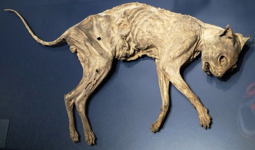 Múmia de gato. Museu Natural de Augsburg. Via Wikimedia Commons.