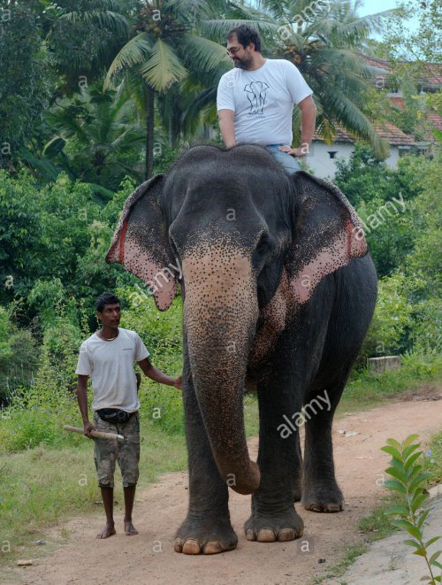 Essa foto do elefante asiático (Elephas maximus) montado por um homem é útil para uma noção de escala.